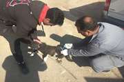 واکسیناسیون یک هزار و 900 قلاده سگ صاحبدار علیه بیماری هاری در شهرستان خمینی شهر